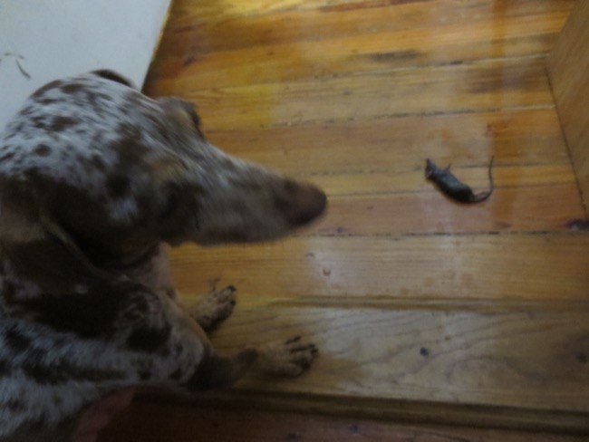 mouse