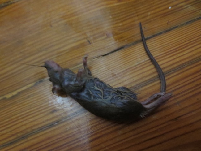mouse