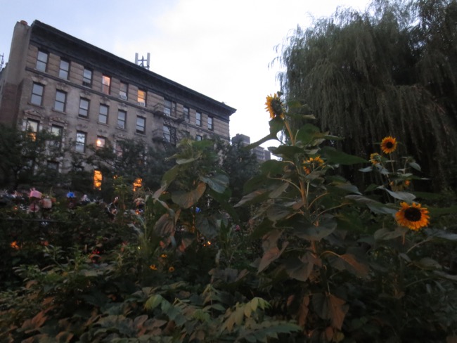 sunflower