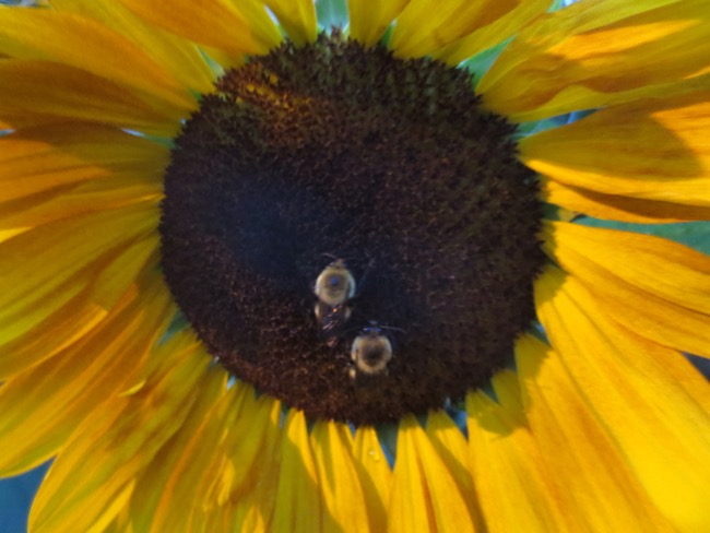 flower