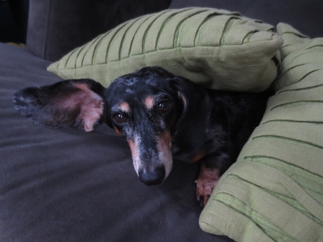 edie