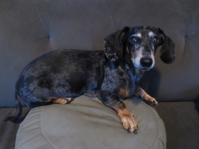 edie