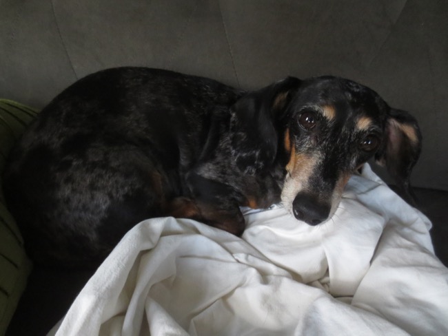 edie