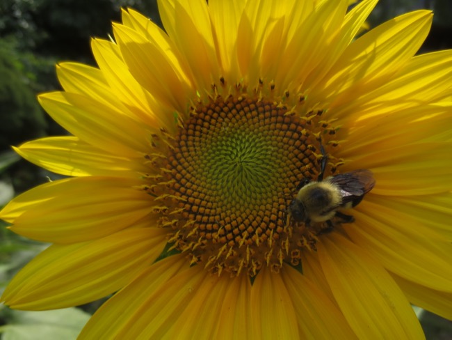 bee