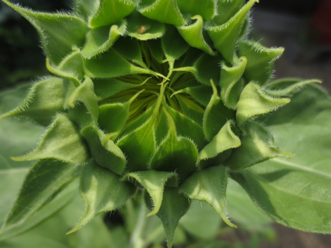 sunflower