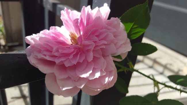 flower