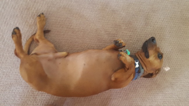 dog