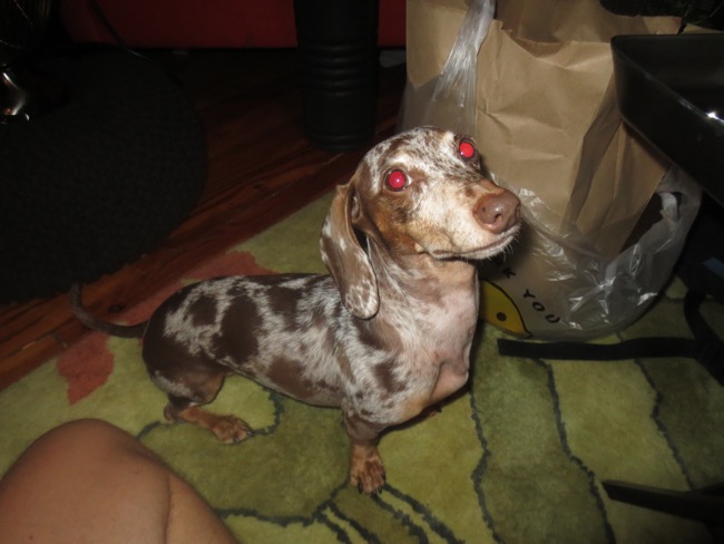dog