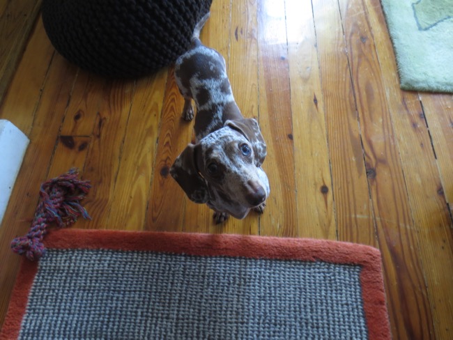 dogs