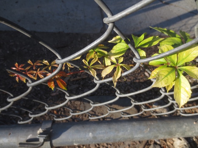 plants