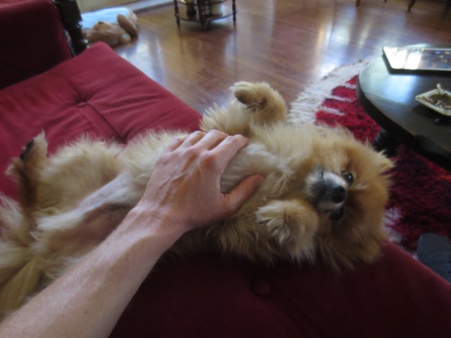 dog