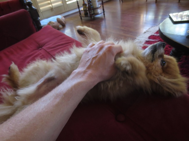 dog