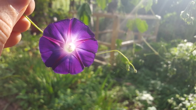 flower