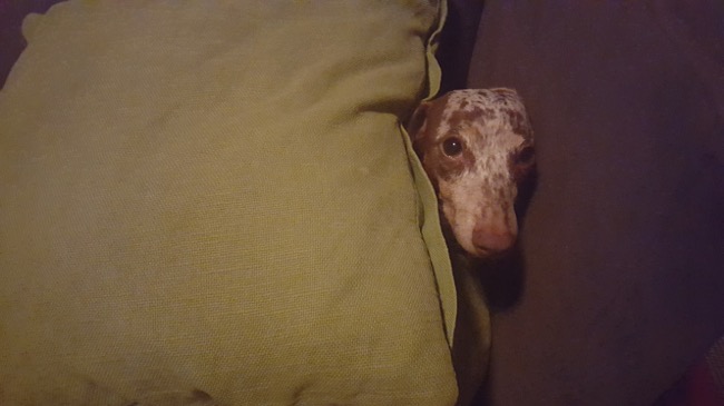 sleepy