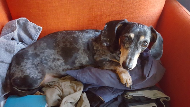 edie