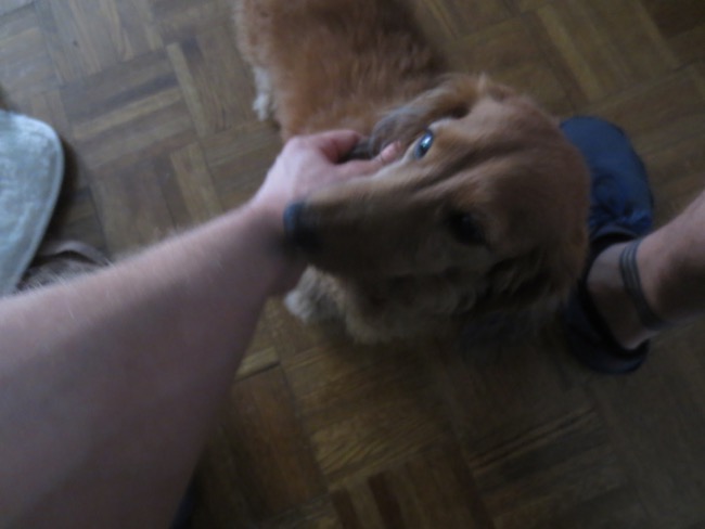 dogs