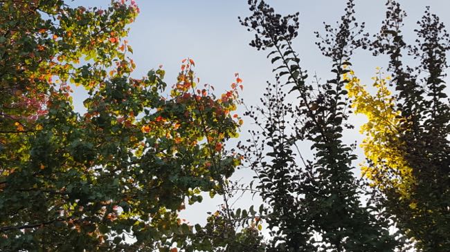 trees