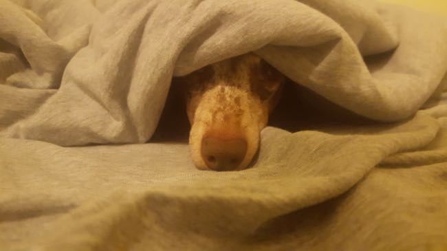 sleepy