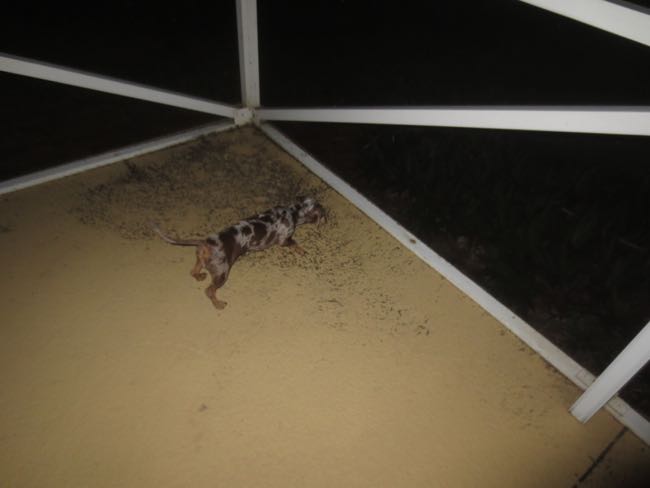 lizard
