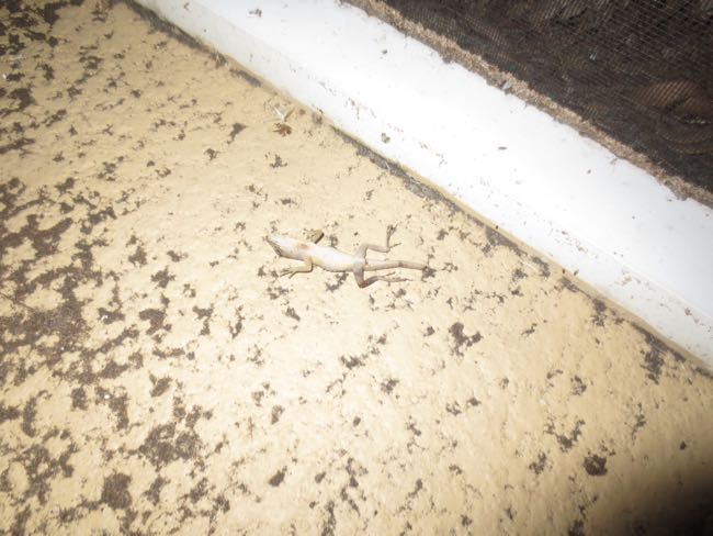 lizard