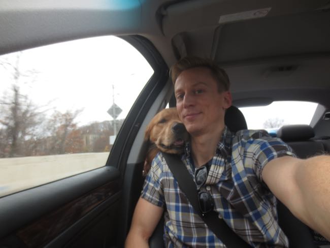 dogs