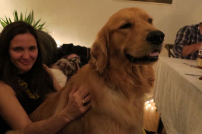 dogs