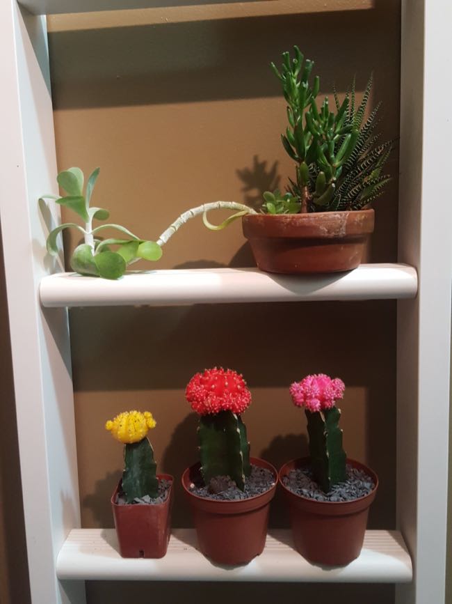 plants