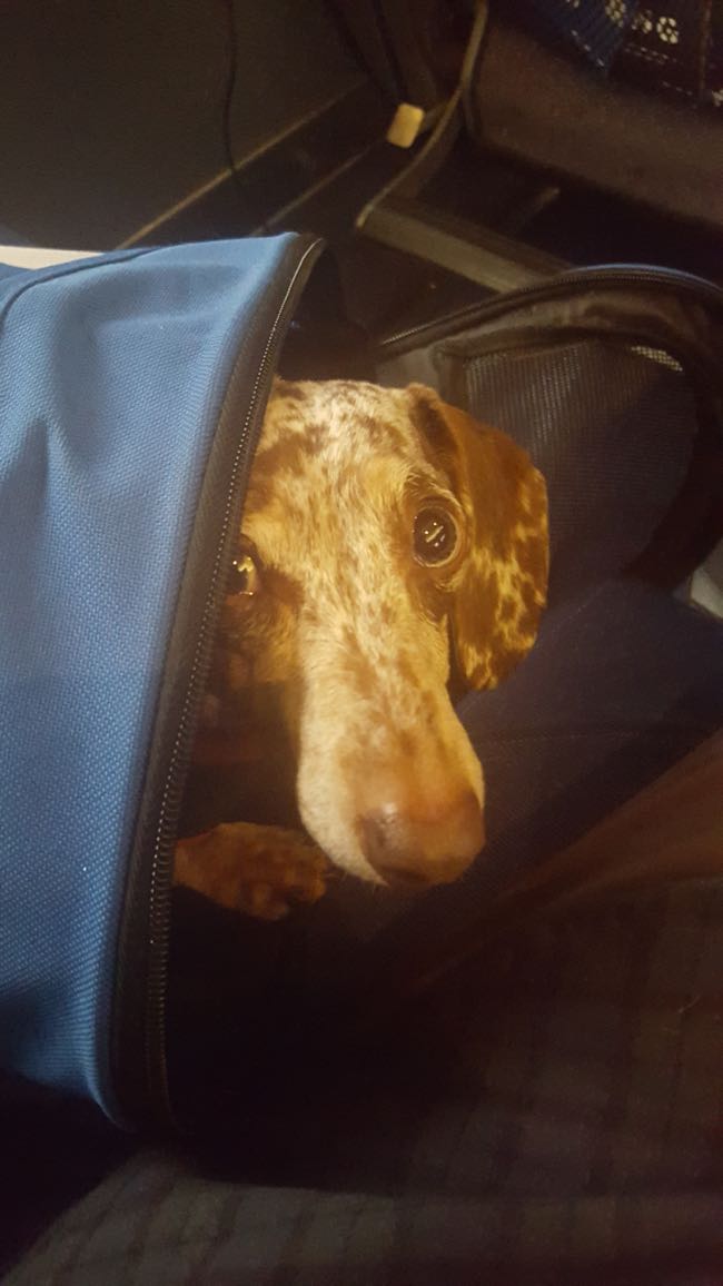 dog in a bag