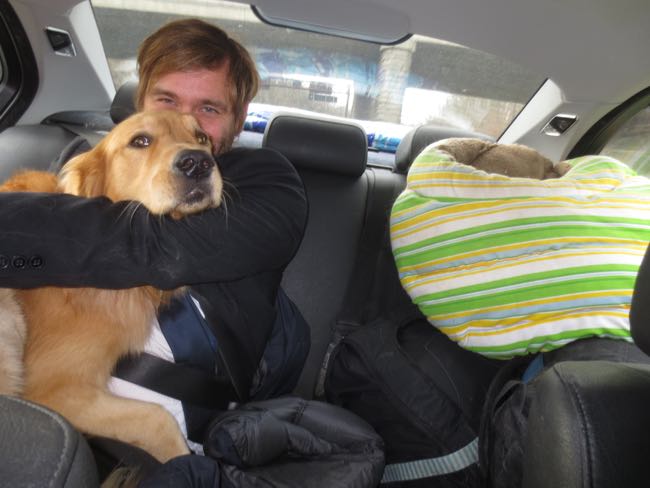 dogs