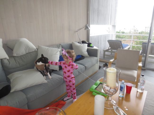 dogs