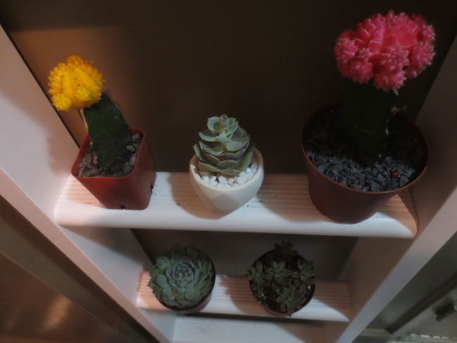 plants