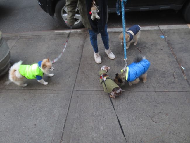 dogs