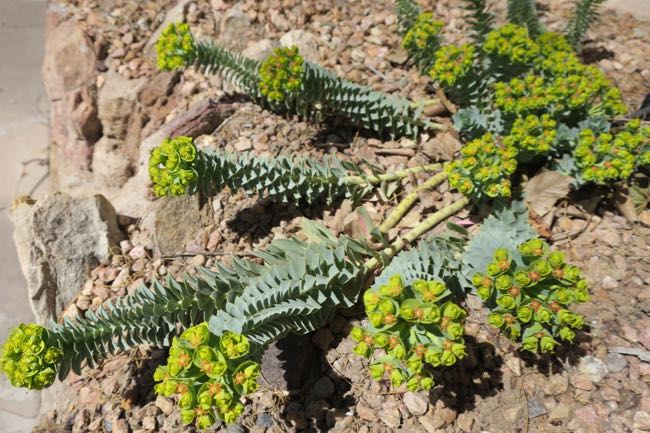 plants
