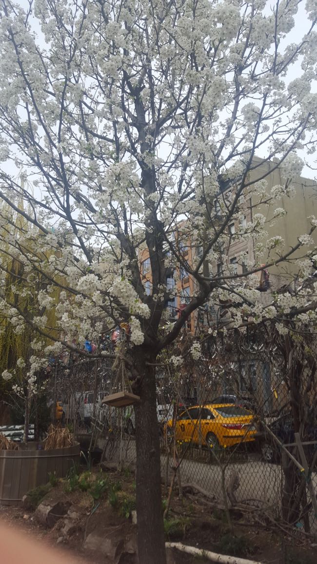 trees