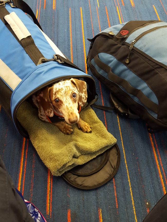 dog in a bag