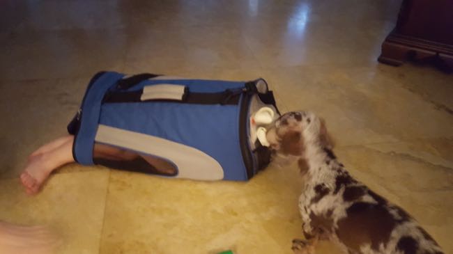 dog in a bag