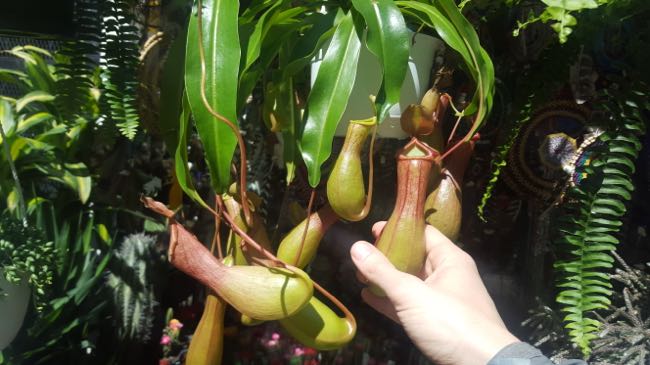 plants