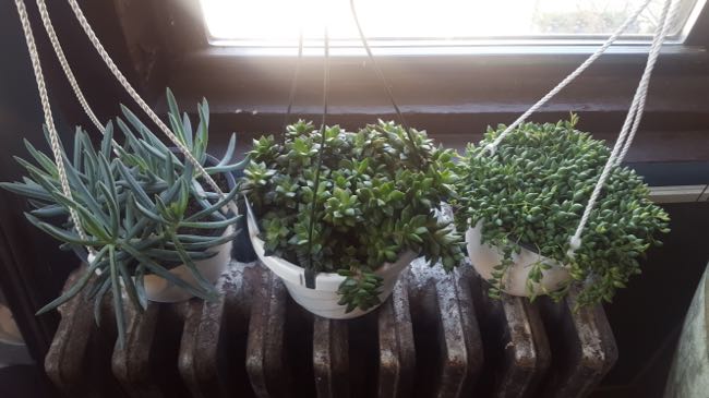 plants