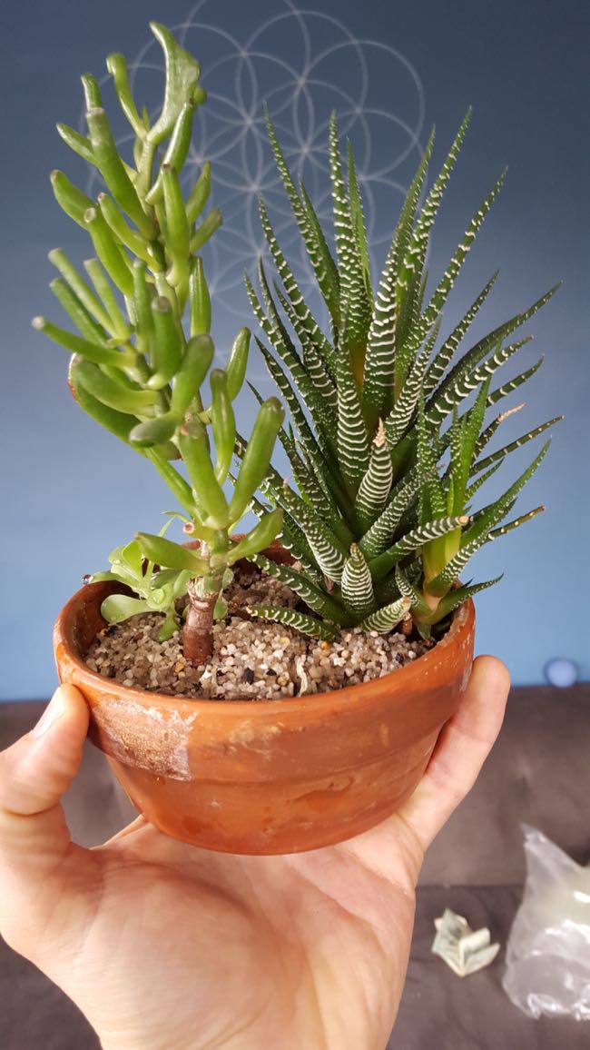 plants