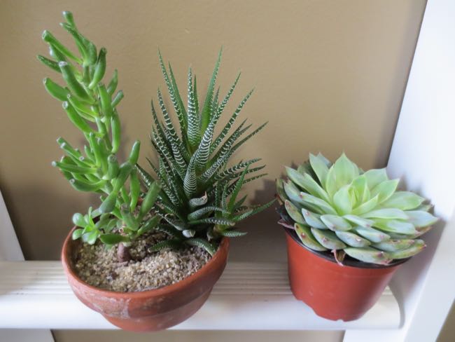 plants
