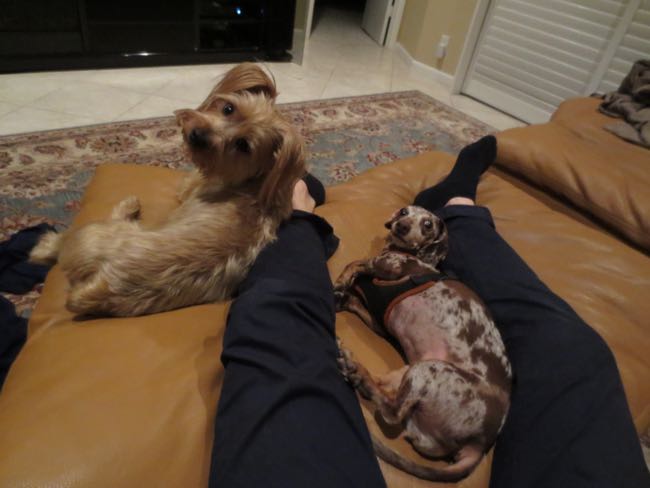 dogs