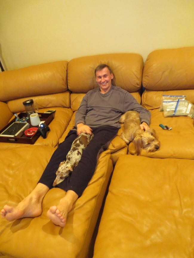 dogs