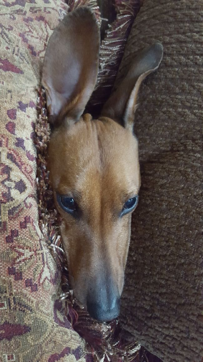 couch