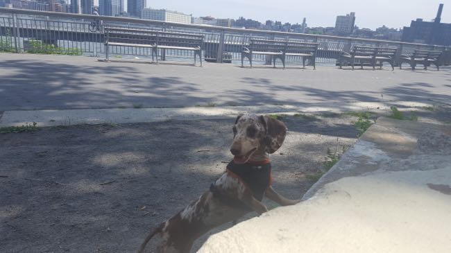 east river park