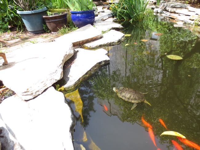turtle