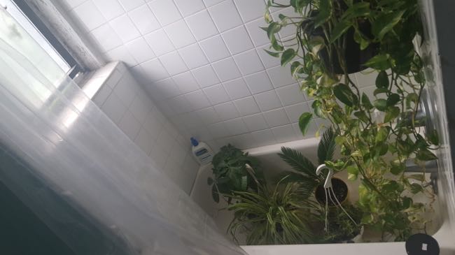 plants