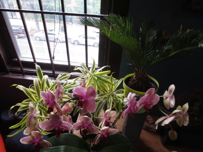 plants