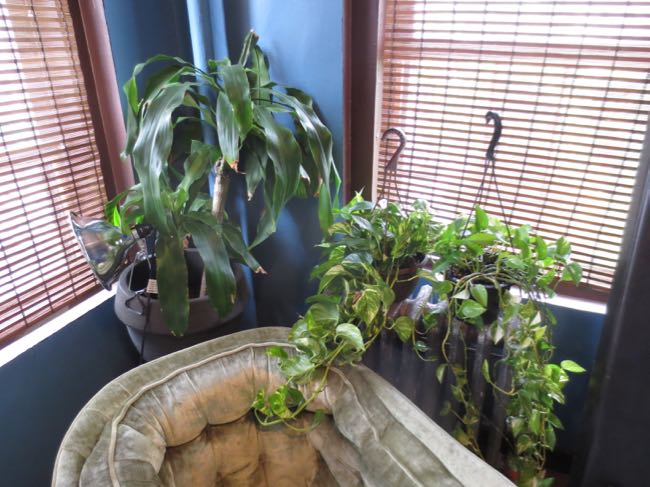 plants