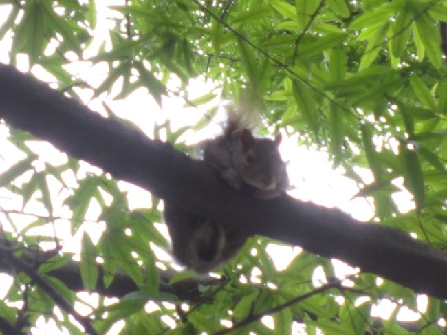squirrel