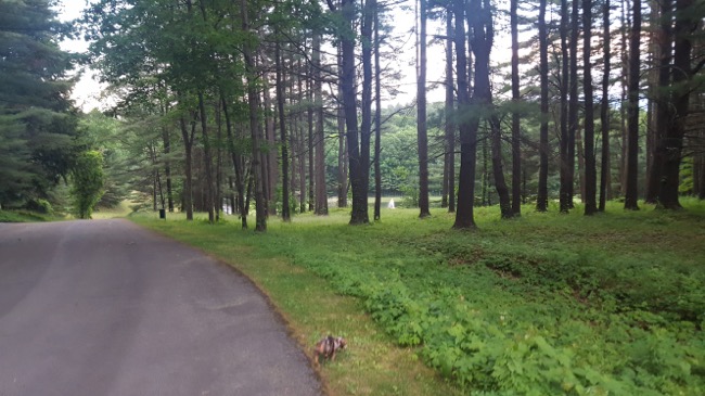 walking